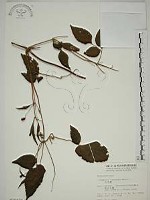 小木通藏品圖，第1張