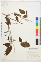 小木通藏品圖，第2張