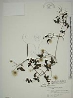 小木通藏品圖，第1張