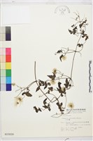 小木通藏品圖，第2張