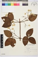 厚葉鐵線蓮藏品圖，第2張