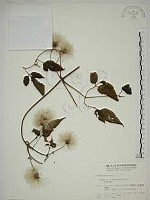 小木通藏品圖，第1張