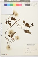 小木通藏品圖，第2張