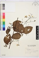 厚葉鐵線蓮藏品圖，第2張