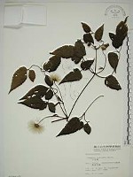 小木通藏品圖，第1張