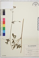 微毛爪哇唐松草藏品圖，第1張