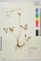 微毛爪哇唐松草藏品圖，第1張