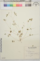 傅氏唐松草藏品圖，第1張