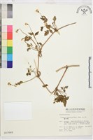 繡球藤藏品圖，第1張