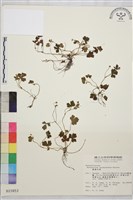 鹿場毛茛藏品圖，第1張