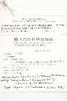 玉山筷子芥藏品圖，第2張