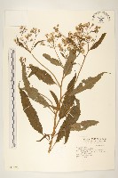 黃菀藏品圖，第1張