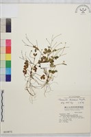 鹿場毛茛藏品圖，第1張