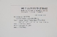 紫花鳳仙花藏品圖，第2張