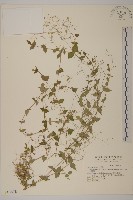 小花繁縷藏品圖，第1張