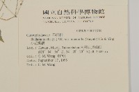 小花繁縷藏品圖，第2張