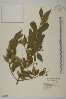 刺果衛矛藏品圖，第1張