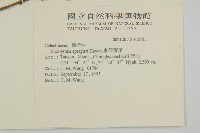 刺果衛矛藏品圖，第2張