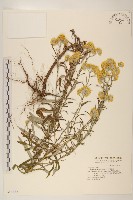 秋鼠麴草藏品圖，第1張