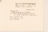 秋鼠麴草藏品圖，第2張