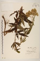 臺灣澤蘭藏品圖，第1張