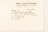 臺灣澤蘭藏品圖，第2張