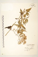 蔓黃菀藏品圖，第1張