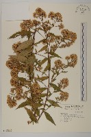 臺灣紺菊藏品圖，第1張