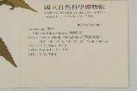 臺灣紺菊藏品圖，第2張