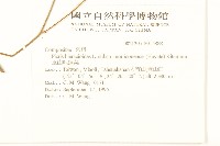 玉山毛蓮菜藏品圖，第2張