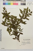 畢祿山鼠李藏品圖，第1張