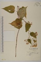 臺灣山白蘭藏品圖，第1張