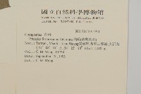 黃山蟹甲草藏品圖，第2張