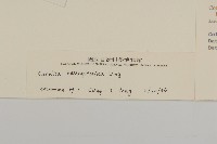 黃山蟹甲草藏品圖，第3張