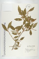 鄧氏胡頹子藏品圖，第1張