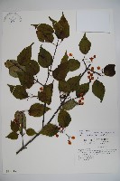 樺葉莢迷、玉山莢迷藏品圖，第1張