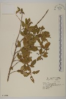 刺果衛矛藏品圖，第1張