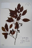 臺灣赤楊、臺灣榿木藏品圖，第1張