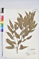 狹葉櫟藏品圖，第1張