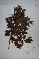 刻脈冬青藏品圖，第1張