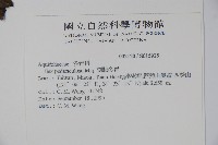 刻脈冬青藏品圖，第2張