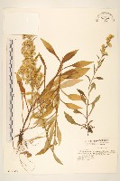 一枝黃花藏品圖，第1張