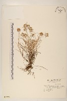 細葉鼠麴草藏品圖，第1張