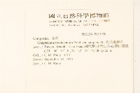 細葉鼠麴草藏品圖，第2張