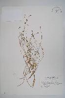 細葉蘭花參藏品圖，第1張