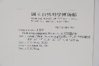 細葉蘭花參藏品圖，第2張