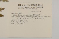 阿里山油菊藏品圖，第2張