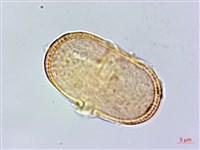 玉山彎柱芎藏品圖，第2張