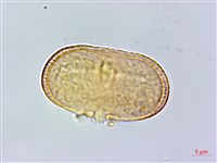 玉山彎柱芎藏品圖，第3張