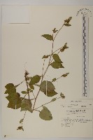 黃金珠藏品圖，第1張